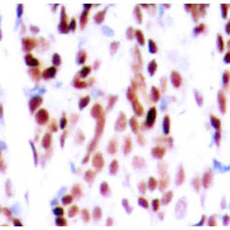 Immunohistochemistry - Anti-JUNB (phospho S79) Antibody (AP0376) - Antibodies.com