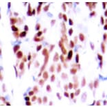 Immunohistochemistry - Anti-JUNB (phospho S79) Antibody (AP0376) - Antibodies.com