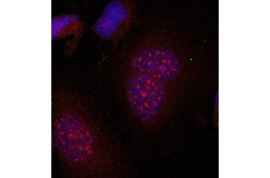 Immunofluorescence - Anti-JUNB (phospho S79) Antibody (AP0376) - Antibodies.com