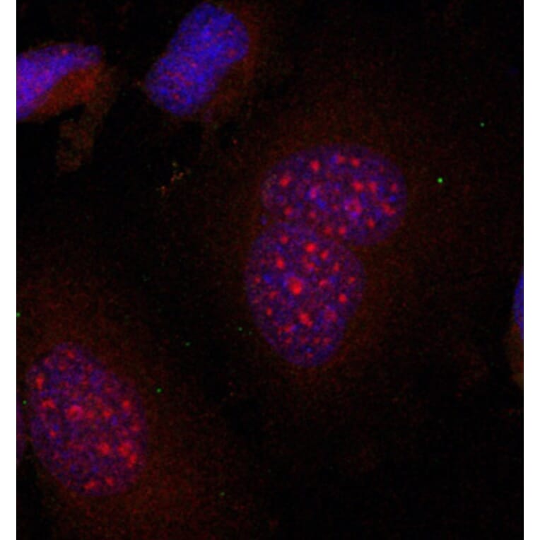 Immunofluorescence - Anti-JUNB (phospho S79) Antibody (AP0376) - Antibodies.com
