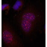 Immunofluorescence - Anti-JUNB (phospho S79) Antibody (AP0376) - Antibodies.com