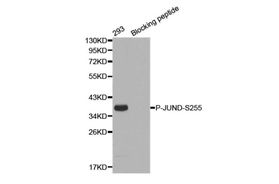Western Blot - Anti-JUND (phospho S255) Antibody (AP0377) - Antibodies.com