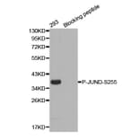 Western Blot - Anti-JUND (phospho S255) Antibody (AP0377) - Antibodies.com