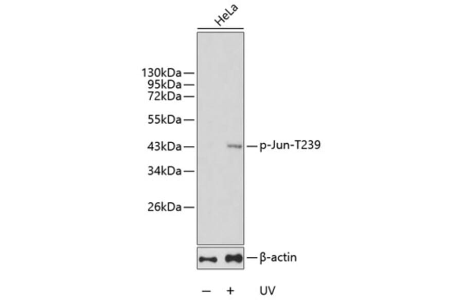 Western Blot - Anti-Jun (phospho T239) Antibody (AP0378) - Antibodies.com