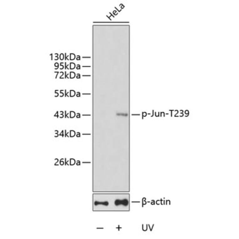 Western Blot - Anti-Jun (phospho T239) Antibody (AP0378) - Antibodies.com