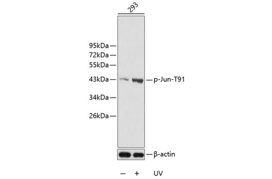 Western Blot - Anti-Jun (phospho T91) Antibody (AP0379) - Antibodies.com