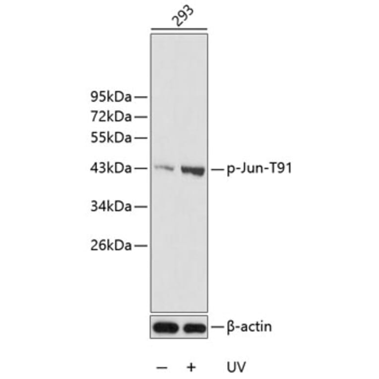 Western Blot - Anti-Jun (phospho T91) Antibody (AP0379) - Antibodies.com