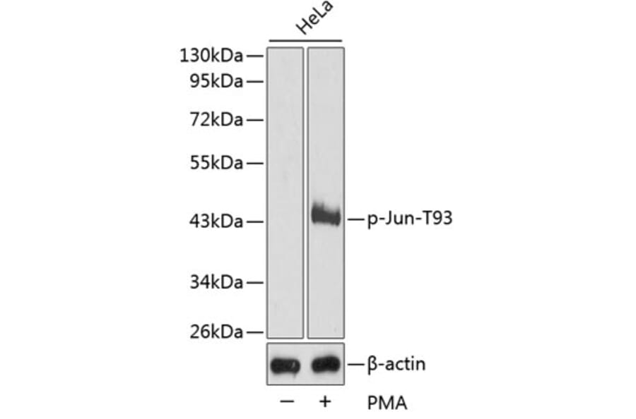Western Blot - Anti-Jun (phospho T93) Antibody (AP0380) - Antibodies.com