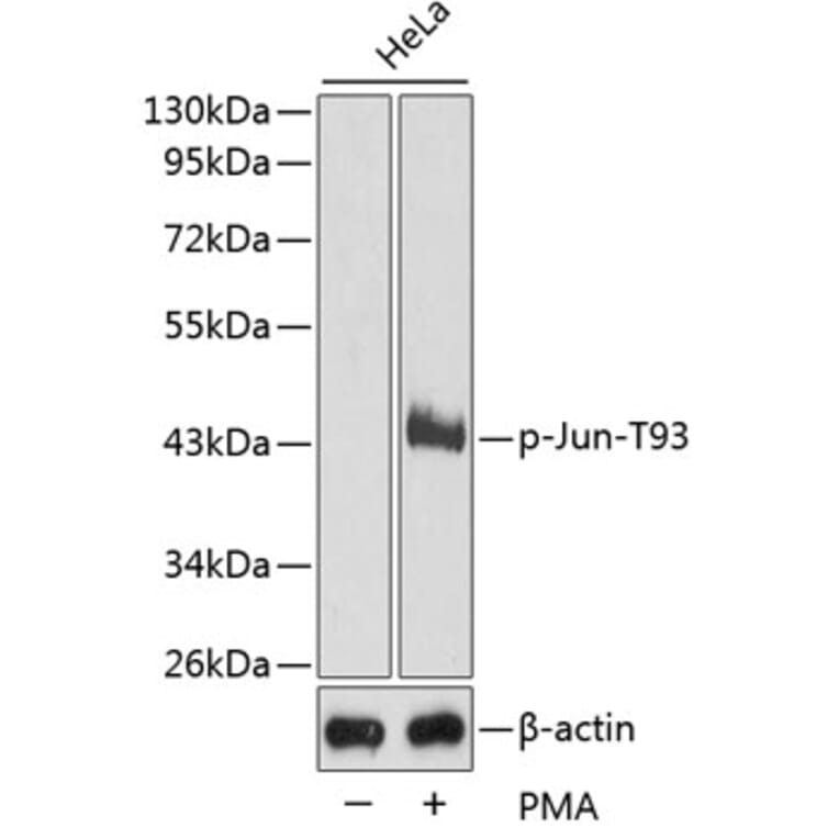 Western Blot - Anti-Jun (phospho T93) Antibody (AP0380) - Antibodies.com