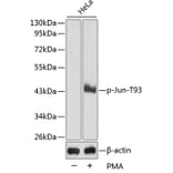 Western Blot - Anti-Jun (phospho T93) Antibody (AP0380) - Antibodies.com