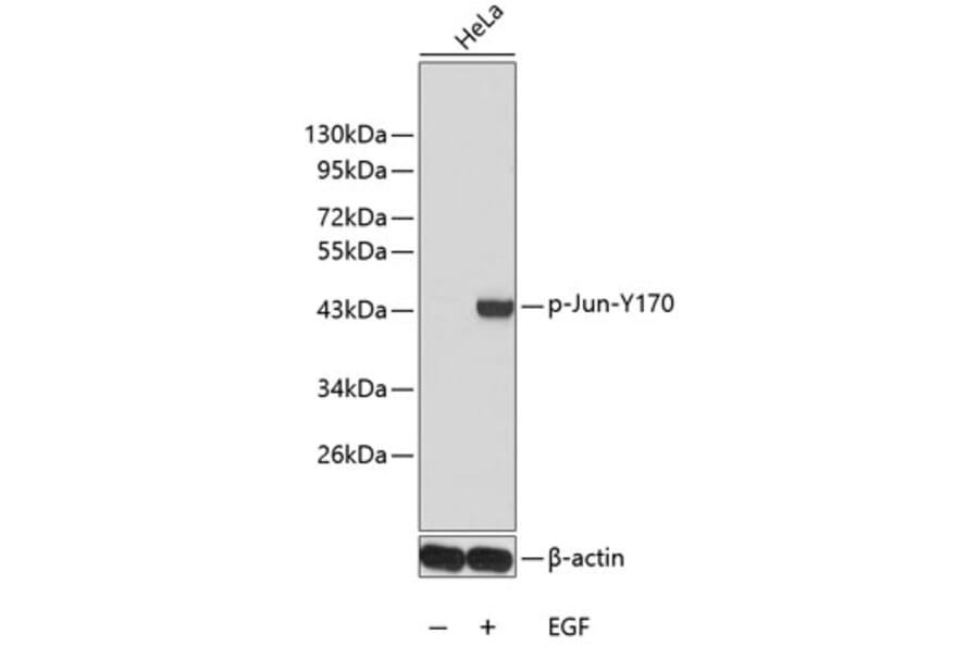 Western Blot - Anti-Jun (phospho Y170) Antibody (AP0381) - Antibodies.com