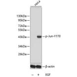 Western Blot - Anti-Jun (phospho Y170) Antibody (AP0381) - Antibodies.com