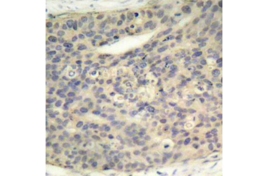 Immunohistochemistry - Anti-LIM Kinase 1 (phospho Thr508) Antibody (A16617) - Antibodies.com