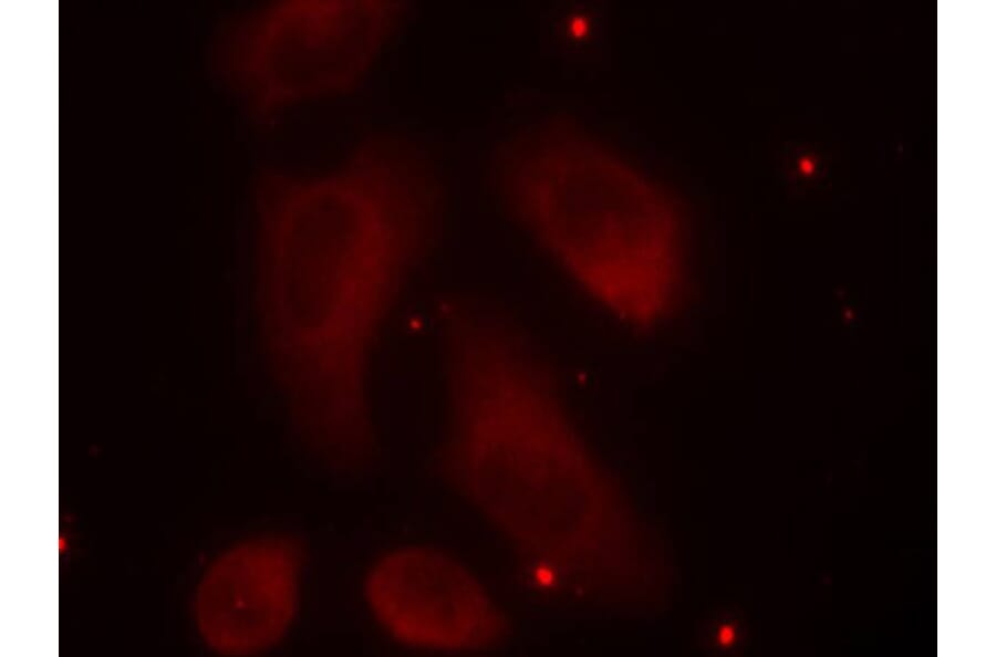 Immunofluorescence - Anti-LIM Kinase 1 (phospho Thr508) Antibody (A16617) - Antibodies.com