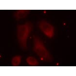 Immunofluorescence - Anti-LIM Kinase 1 (phospho Thr508) Antibody (A16617) - Antibodies.com