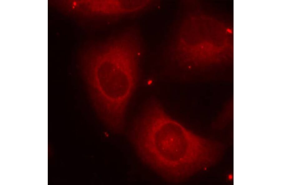 Immunofluorescence - Anti-LIMK2 (phospho Thr505) Antibody (A16618) - Antibodies.com