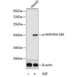 Western Blot - Anti-MAP2K4 (phospho S80) Antibody (AP0390) - Antibodies.com