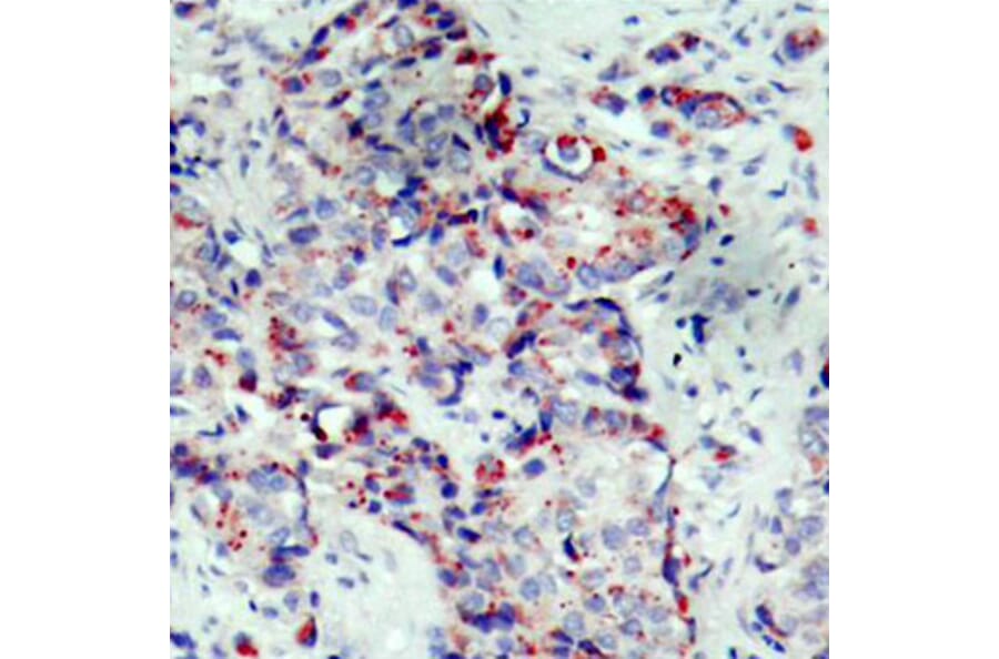 Immunohistochemistry - Anti-MAP2K4 (phospho S80) Antibody (AP0390) - Antibodies.com
