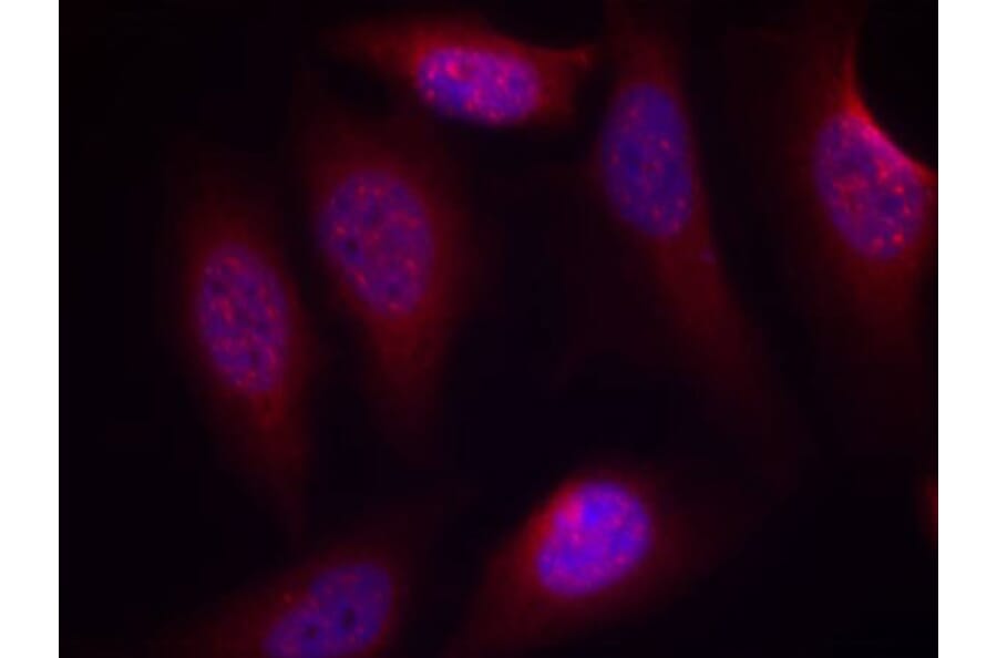 Immunofluorescence - Anti-MAP2K4 (phospho S80) Antibody (AP0390) - Antibodies.com