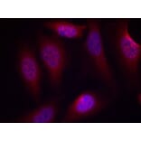 Immunofluorescence - Anti-MAP2K4 (phospho S80) Antibody (AP0390) - Antibodies.com