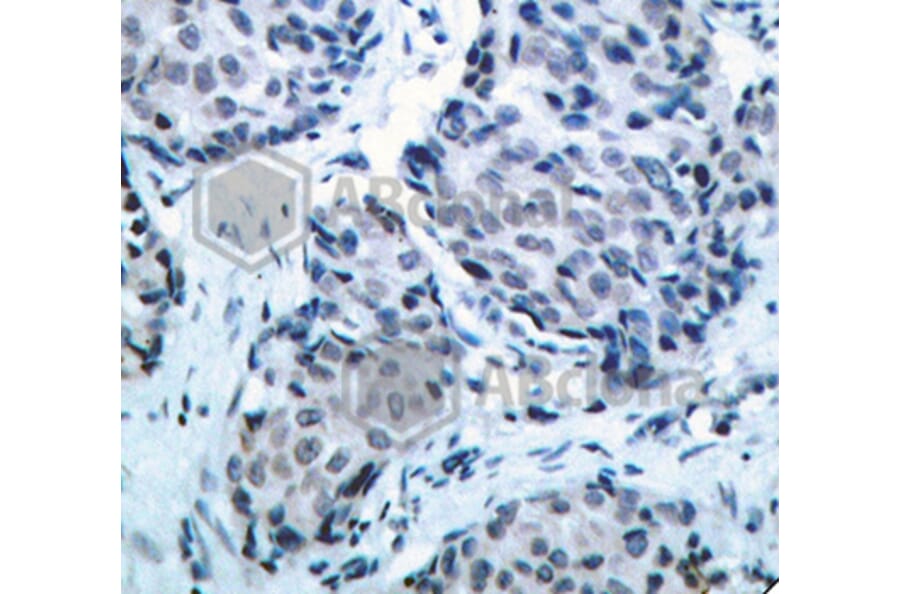 Immunohistochemistry - Anti-MAP2K4 (phospho T261) Antibody (AP0391) - Antibodies.com