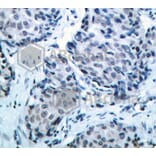 Immunohistochemistry - Anti-MAP2K4 (phospho T261) Antibody (AP0391) - Antibodies.com