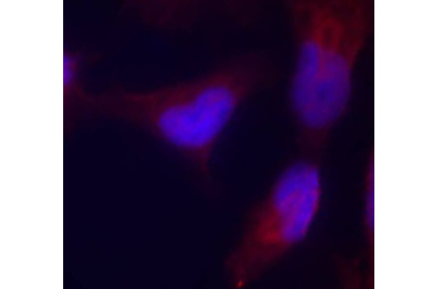 Immunofluorescence - Anti-MAP2K4 (phospho T261) Antibody (AP0391) - Antibodies.com