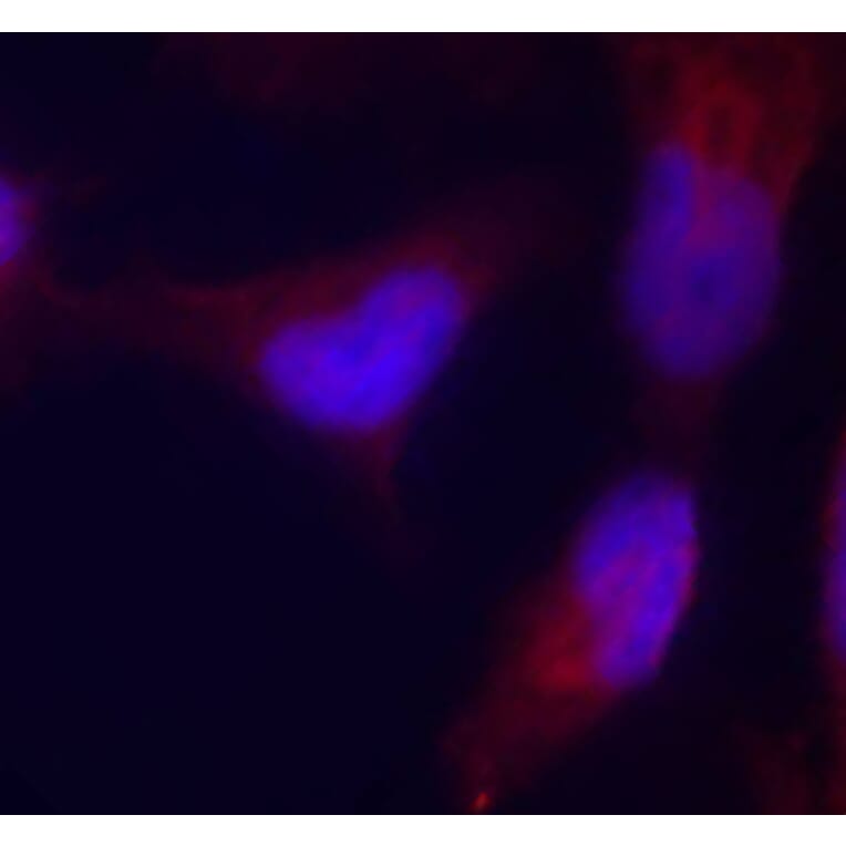 Immunofluorescence - Anti-MAP2K4 (phospho T261) Antibody (AP0391) - Antibodies.com