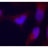 Immunofluorescence - Anti-MAP2K4 (phospho T261) Antibody (AP0391) - Antibodies.com