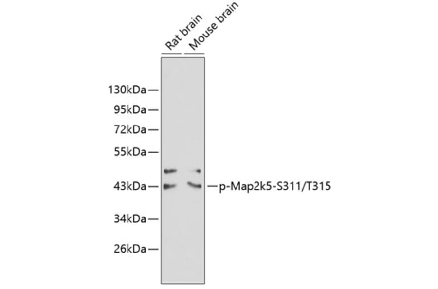 Western Blot - Anti-Map2k5 (phospho S311 + T315) Antibody (AP0392) - Antibodies.com