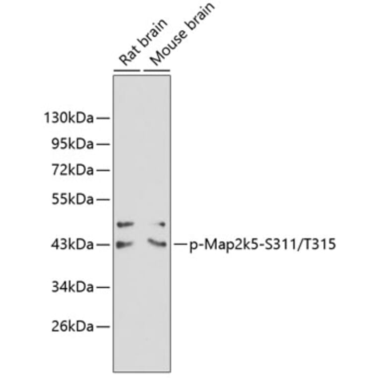 Western Blot - Anti-Map2k5 (phospho S311 + T315) Antibody (AP0392) - Antibodies.com