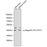 Western Blot - Anti-Map2k5 (phospho S311 + T315) Antibody (AP0392) - Antibodies.com