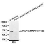 Western Blot - Anti-MAPK9 (phospho T183) + MAPK10 (phospho T183) Antibody (AP0395) - Antibodies.com
