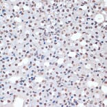 Immunohistochemistry - Anti-MK2 (phospho Thr334) Antibody (A16623) - Antibodies.com