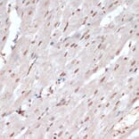 Immunohistochemistry - Anti-MK2 (phospho Thr334) Antibody (A16623) - Antibodies.com