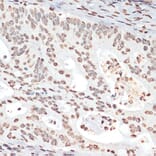 Immunohistochemistry - Anti-MK2 (phospho Thr334) Antibody (A16623) - Antibodies.com