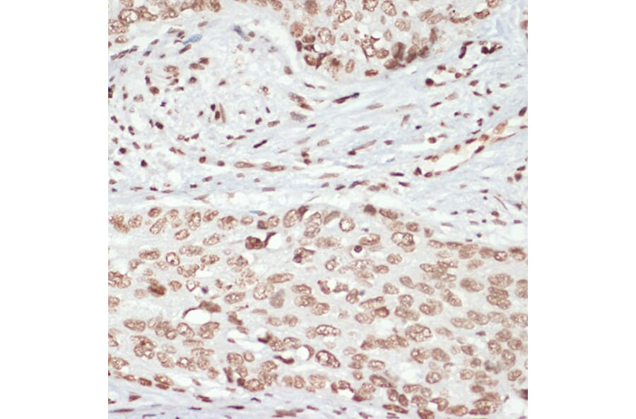 Immunohistochemistry - Anti-MK2 (phospho Thr334) Antibody (A16623) - Antibodies.com
