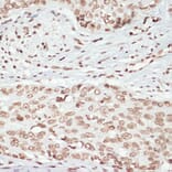 Immunohistochemistry - Anti-MK2 (phospho Thr334) Antibody (A16623) - Antibodies.com