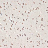 Immunohistochemistry - Anti-MK2 (phospho Thr334) Antibody (A16623) - Antibodies.com