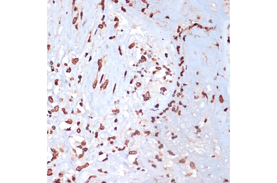 Immunohistochemistry - Anti-MK2 (phospho Thr334) Antibody (A16623) - Antibodies.com