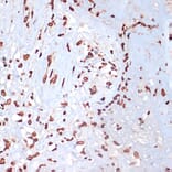 Immunohistochemistry - Anti-MK2 (phospho Thr334) Antibody (A16623) - Antibodies.com