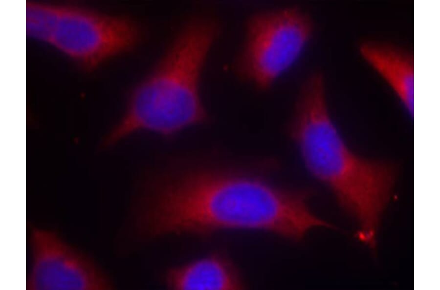 Immunofluorescence - Anti-Tau (phospho Ser262) Antibody (A16624) - Antibodies.com