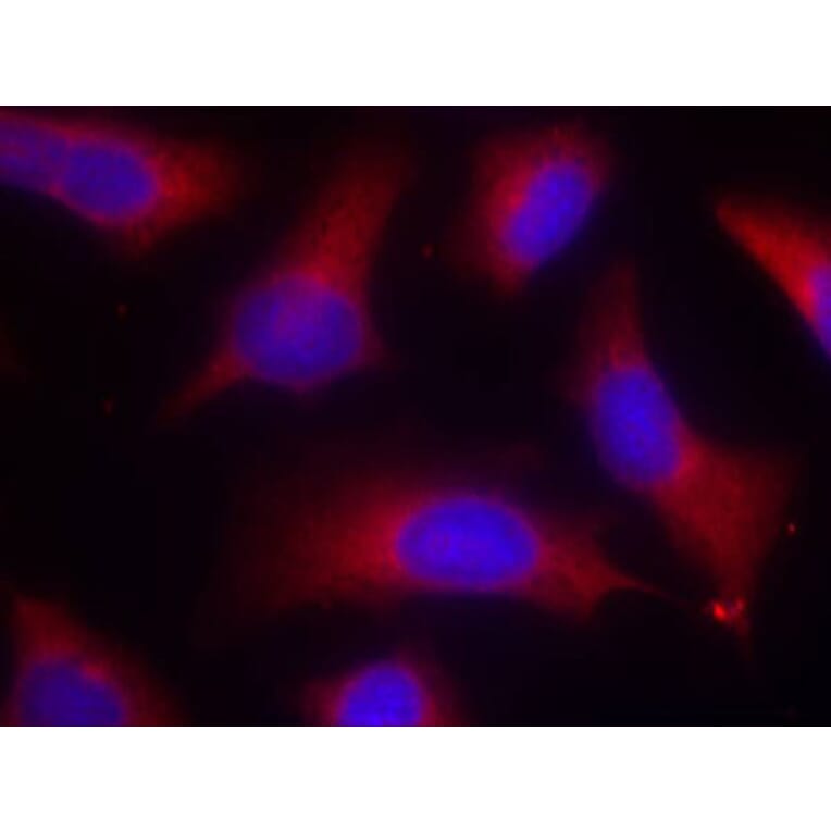 Immunofluorescence - Anti-Tau (phospho Ser262) Antibody (A16624) - Antibodies.com