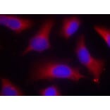 Immunofluorescence - Anti-Tau (phospho Ser262) Antibody (A16624) - Antibodies.com