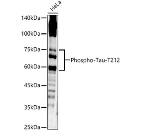 Western Blot - Anti-Tau (phospho Thr212) Antibody (A16627) - Antibodies.com