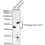 Western Blot - Anti-Tau (Phospho T231) Antibody (A16628) - Antibodies.com