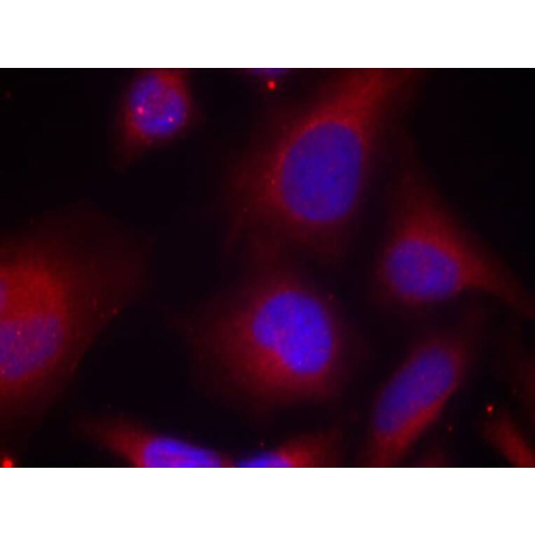 Immunofluorescence - Anti-MARCKS (phospho Ser158) Antibody (A16629) - Antibodies.com