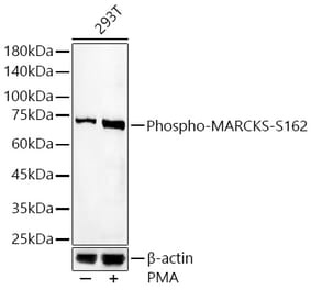 Western Blot - Anti-MARCKS (phospho Ser162) Antibody (A16630) - Antibodies.com