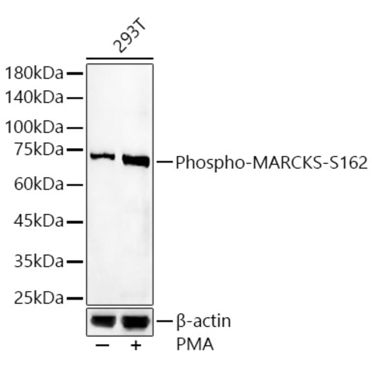Western Blot - Anti-MARCKS (phospho Ser162) Antibody (A16630) - Antibodies.com