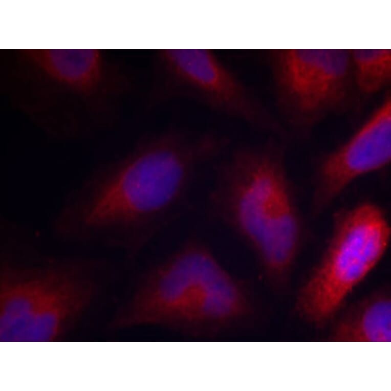 Immunofluorescence - Anti-MARCKS (phospho Ser162) Antibody (A16630) - Antibodies.com